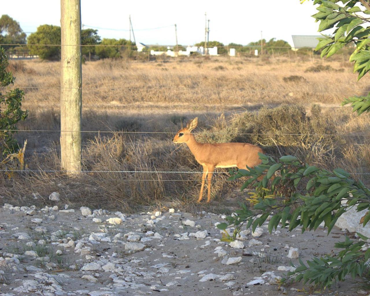 Silver Oaks Airbnb Langebaan Exterior foto